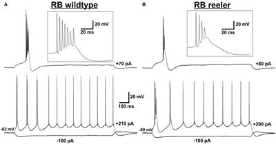 Repetitively burst-spiking neurons in reeler mice show conserved but also highly variable morphological features of layer Vb-fated “thick-tufted” pyramidal cells